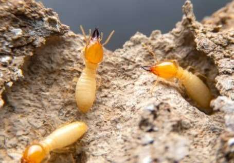 termite-pest-control